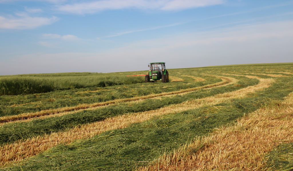 阿旗田园牧歌近3万亩燕麦草正在进行田间收获